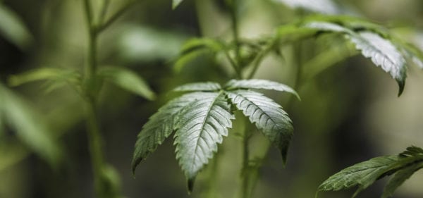 CANNABIS REPORTS