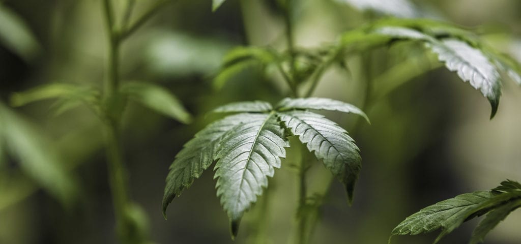CANNABIS REPORTS