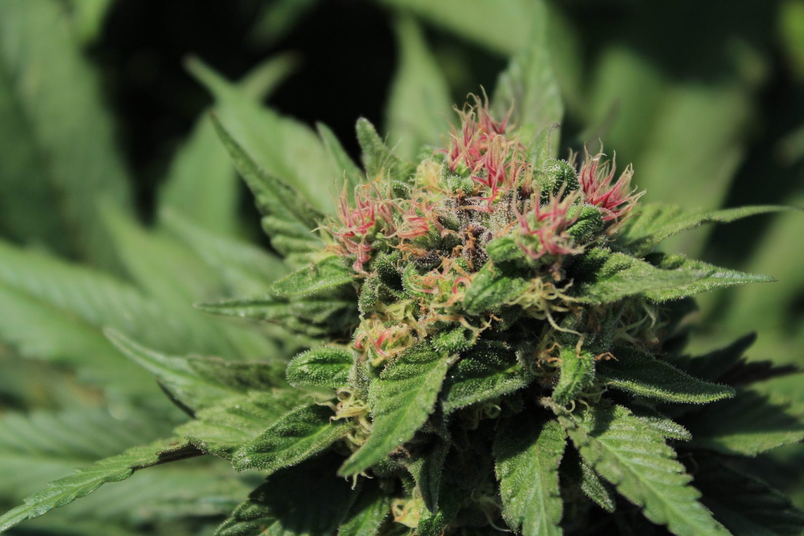 GM Dispensary | Beaverton – Oregon’s Best Dispensary