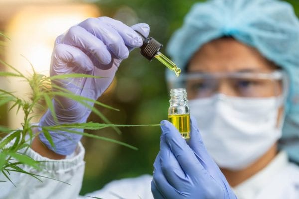 Cannabis has amazing potential but the industry needs to be able to do more research. SHUTTERSTOCK