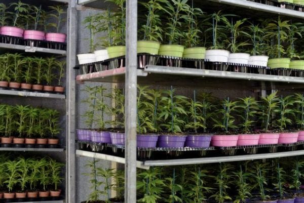New research shows that plants could be the solution to popping pills—at least when it comes to sleep. Simona Granati - Corbis/Getty Images