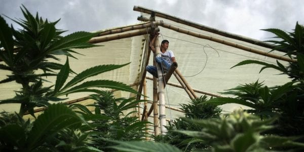 Robeiro climbs to the top of his greenhouse with electric cables that will power light bulbs to keep constant light for the first 3 months of marijuana growth. (Photo by Nicolas Enriquez)