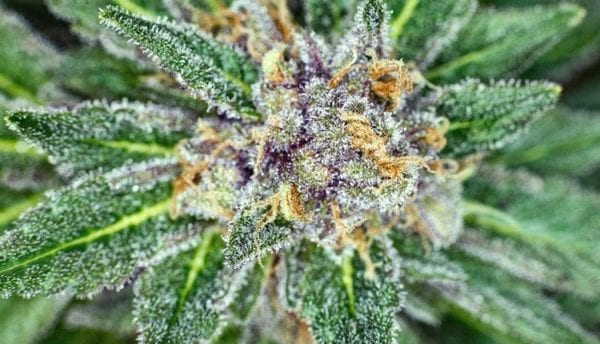 WeedNews.co