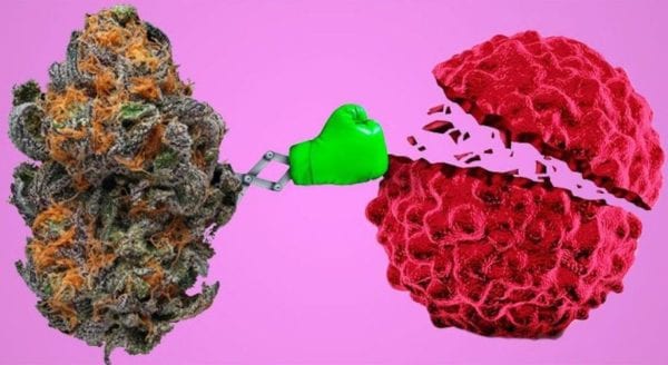 Researchers Find That CBG and CGC Can Kill Gastrointestinal Cancer Cells BY CHRIS MOORE | NEWS | JAN 30, 2020
