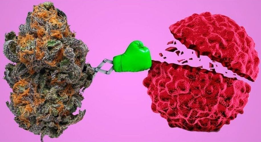 Researchers Find That CBG and CGC Can Kill Gastrointestinal Cancer Cells BY CHRIS MOORE | NEWS | JAN 30, 2020