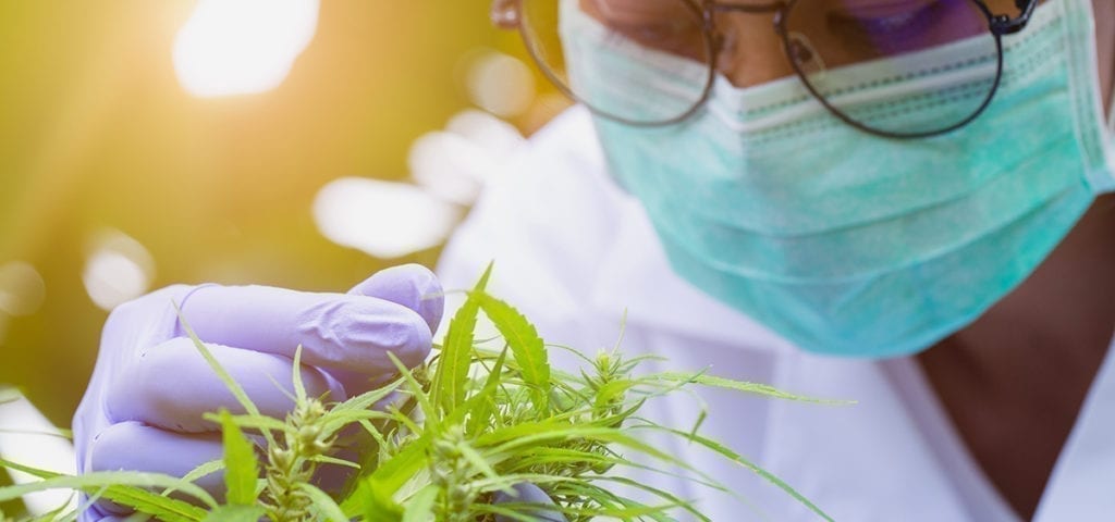 https://www.ganjapreneur.com/officials-approve-colorados-first-cannabis-degree-program/