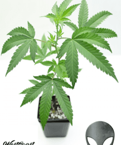 Clones by West Coast Chronics - 9LB Hammer