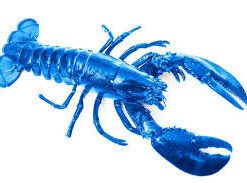 Blue Lobster Lineup - $15 Lobzter 1/8th Pre-Pack by Hometown Cultivation