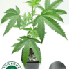 Clones by Trichome Farms - Flex Panther