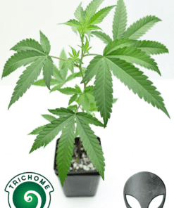 Clones by Trichome Farms - Alpha Queen #16