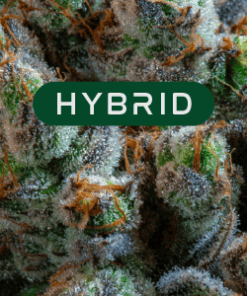 Hybrid