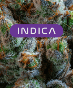 Indica