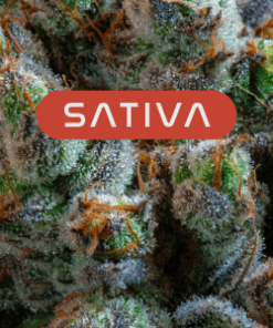 Sativa